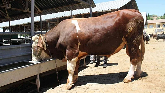 1 ton 200 kiloluk 'Kral' alıcısını bekliyor