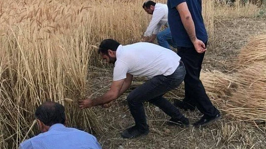 Orakla Ekin Biçme Geleneği Devam ediyor