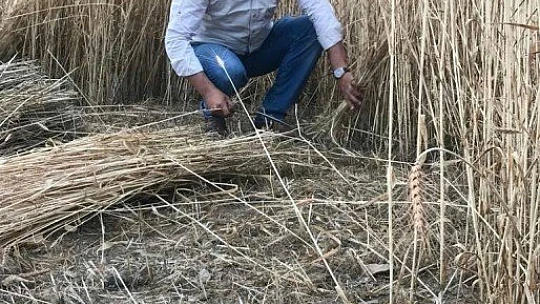 Orakla Ekin Biçme Geleneği Devam ediyor