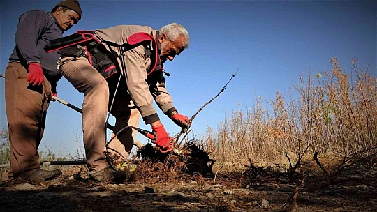 12 milyon fidanın üretildiği Elazığ'da 2 milyon fidan toprakla buluşacak