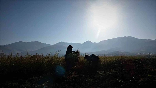 12 milyon fidanın üretildiği Elazığ'da 2 milyon fidan toprakla buluşacak