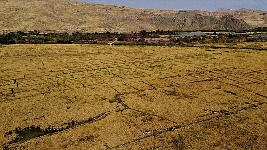 150 gün suyun içinde yetişen pirinçte hasat zamanı