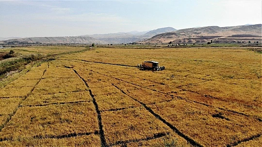 150 gün suyun içinde yetişen pirinçte hasat zamanı