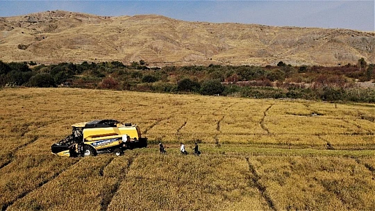 150 gün suyun içinde yetişen pirinçte hasat zamanı