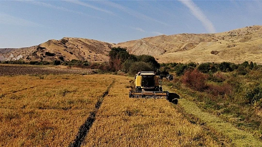 150 gün suyun içinde yetişen pirinçte hasat zamanı