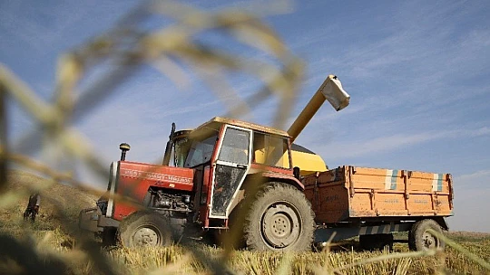 150 gün suyun içinde yetişen pirinçte hasat zamanı