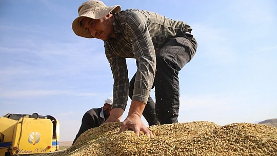 150 gün suyun içinde yetişen pirinçte hasat zamanı