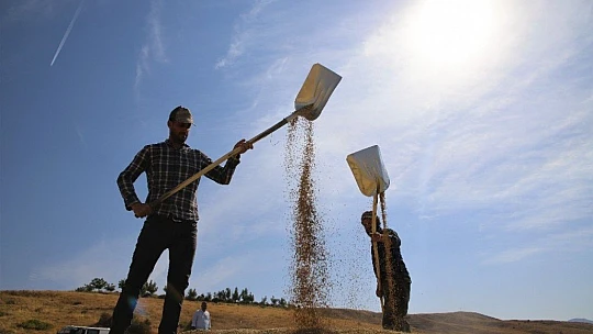150 gün suyun içinde yetişen pirinçte hasat zamanı