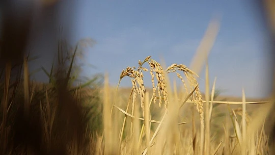 150 gün suyun içinde yetişen pirinçte hasat zamanı