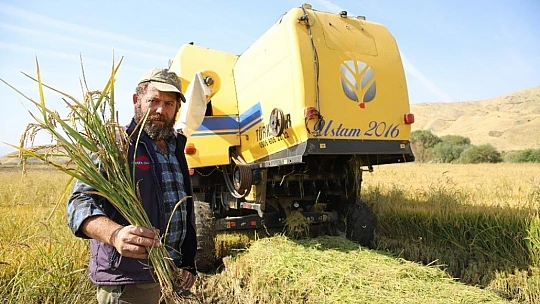 150 gün suyun içinde yetişen pirinçte hasat zamanı
