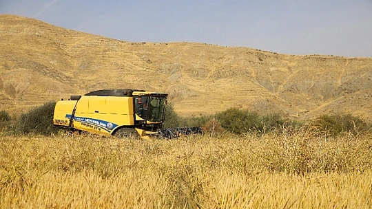 150 gün suyun içinde yetişen pirinçte hasat zamanı