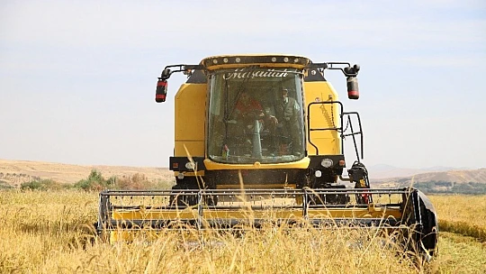 150 gün suyun içinde yetişen pirinçte hasat zamanı
