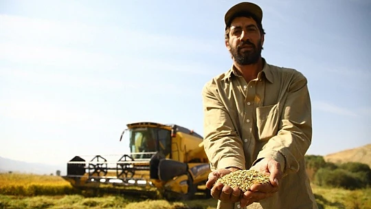 150 gün suyun içinde yetişen pirinçte hasat zamanı