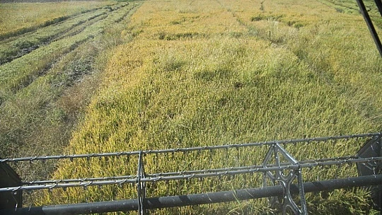 150 gün suyun içinde yetişen pirinçte hasat zamanı