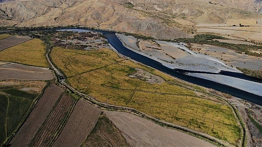 150 gün suyun içinde yetişen pirinçte hasat zamanı