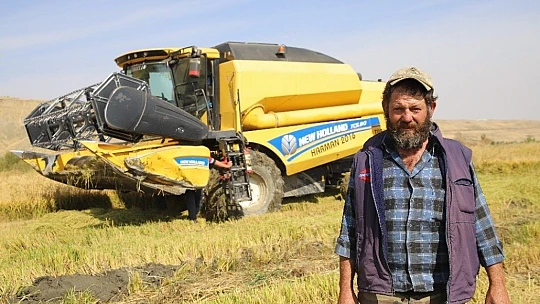 150 gün suyun içinde yetişen pirinçte hasat zamanı