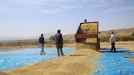 150 gün suyun içinde yetişen pirinçte hasat zamanı