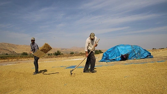 150 gün suyun içinde yetişen pirinçte hasat zamanı