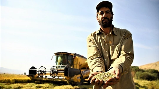 150 gün suyun içinde yetişen pirinçte hasat zamanı