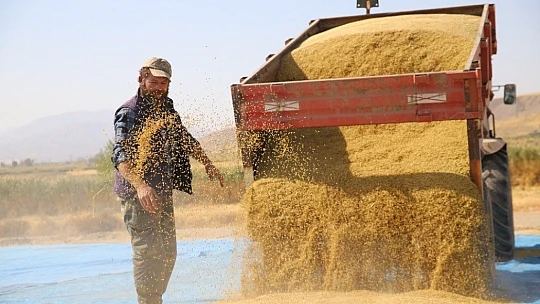 150 gün suyun içinde yetişen pirinçte hasat zamanı