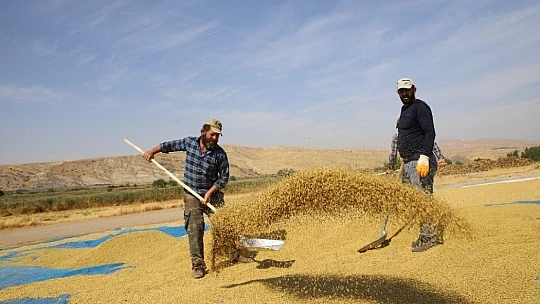 150 gün suyun içinde yetişen pirinçte hasat zamanı