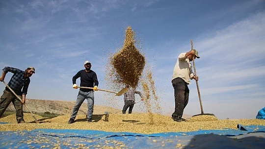 150 gün suyun içinde yetişen pirinçte hasat zamanı