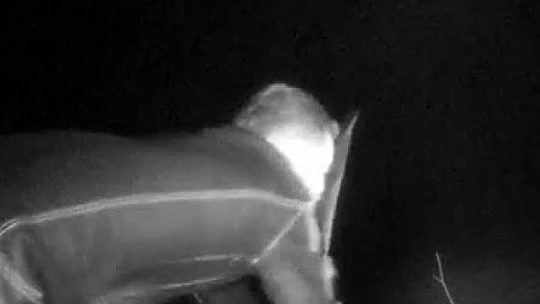 17 bin TL harcadı, ağaçlarını keseni fotokapanla yakaladı