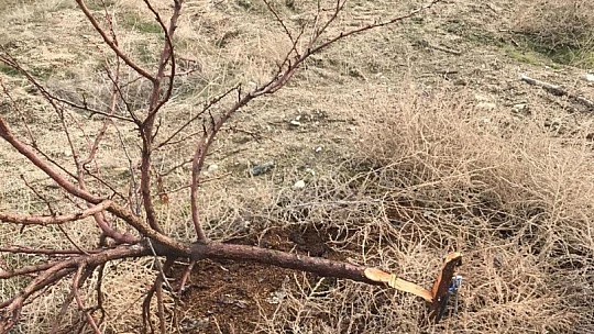 17 bin TL harcadı, ağaçlarını keseni fotokapanla yakaladı