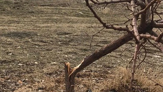 17 bin TL harcadı, ağaçlarını keseni fotokapanla yakaladı