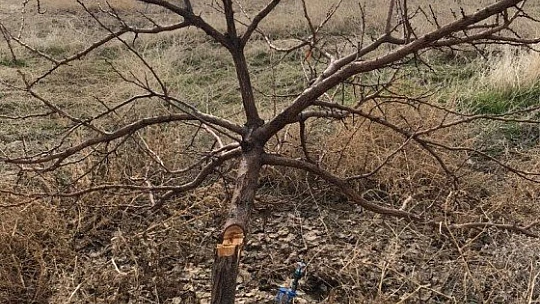17 bin TL harcadı, ağaçlarını keseni fotokapanla yakaladı