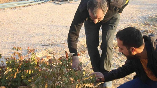 3 yıl önce 10 sumak ağacı dikti, yüzde 200 verim aldı