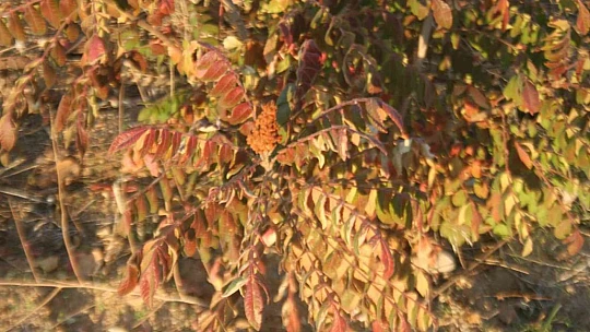3 yıl önce 10 sumak ağacı dikti, yüzde 200 verim aldı