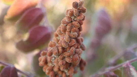 3 yıl önce 10 sumak ağacı dikti, yüzde 200 verim aldı