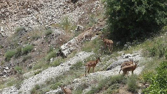 Elazığ'da Dağ Keçisi Sürüsü Görüntülendi