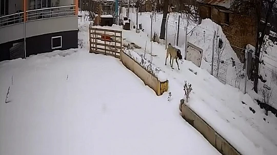 Aç kalan sokak köpekleri tavuklara saldırdı, o anlar güvenlik kamerasına yansıdı