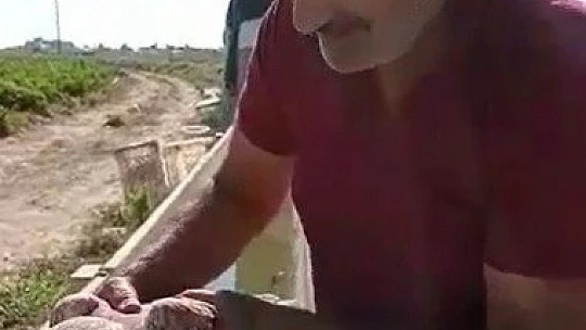 Acı biber yiyip kalbi duran şahini, çiftçinin masajı kurtardı