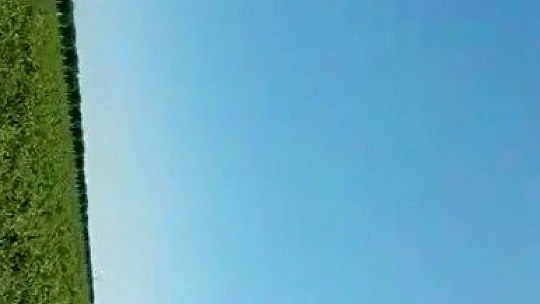 Acı biber yiyip kalbi duran şahini, çiftçinin masajı kurtardı