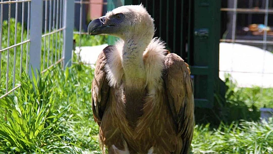 Açlıktan uçamaz hale gelmişti: Nesli tükenme tehlikesi altında olan Mısır akbabası tedavi altına alındı