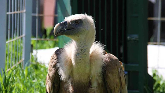 Açlıktan uçamaz hale gelmişti: Nesli tükenme tehlikesi altında olan Mısır akbabası tedavi altına alındı
