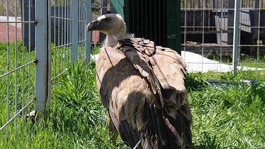 Açlıktan uçamaz hale gelmişti: Nesli tükenme tehlikesi altında olan Mısır akbabası tedavi altına alındı