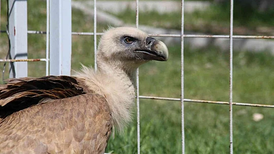 Açlıktan uçamaz hale gelmişti: Nesli tükenme tehlikesi altında olan Mısır akbabası tedavi altına alındı