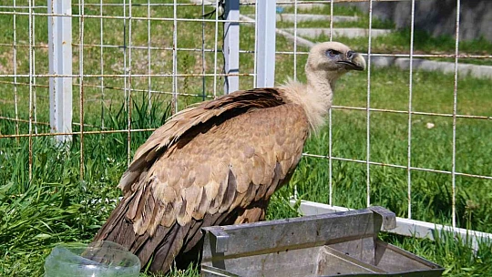 Açlıktan uçamaz hale gelmişti: Nesli tükenme tehlikesi altında olan Mısır akbabası tedavi altına alındı