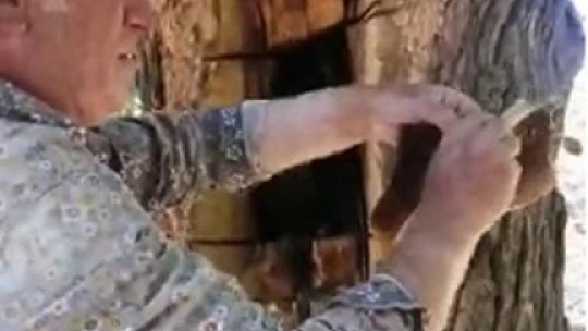 Ağaç gövdesinden kova kova bal çıktı, görenler hayrete düştü