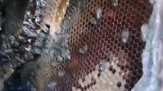 Ağaç gövdesinden kova kova bal çıktı, görenler hayrete düştü