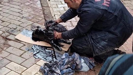 Akaryakıt tankına düşen kedi, zeytinyağı ile 2 saatte temizlendi