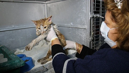 Akaryakıt tankına düşen kedi, zeytinyağı ile 2 saatte temizlendi