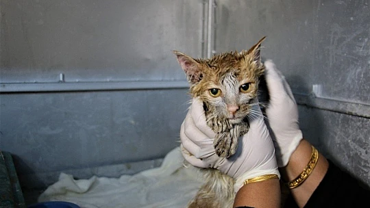 Akaryakıt tankına düşen kedi, zeytinyağı ile 2 saatte temizlendi