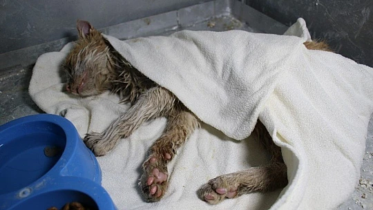 Akaryakıt tankına düşen kedi, zeytinyağı ile 2 saatte temizlendi