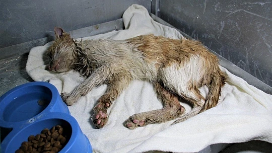 Akaryakıt tankına düşen kedi, zeytinyağı ile 2 saatte temizlendi