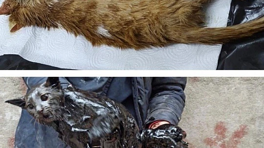 Akaryakıt tankına düşen kedi, zeytinyağı ile 2 saatte temizlendi